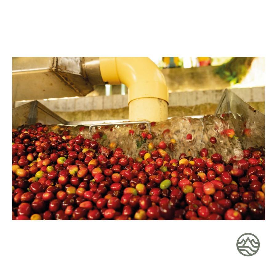 Hotel El Fenix Coffee Calarcá Zewnętrze zdjęcie